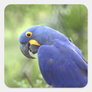 Südamerika, Brasilien, Pantanal Quadratischer Aufkleber