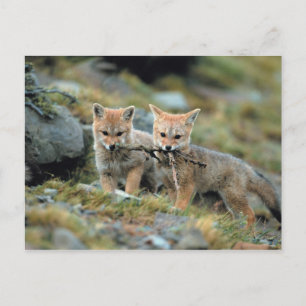 Südamerika, Chile, Nationalpark Torres del Paine Postkarte