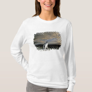 Südamerika, Chile, Patagonia, Magellanes, T-Shirt