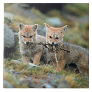 Südamerika, Chile, Torres del Paine National Fliese