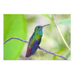 Südamerika, Costa Rica, Sarapiqui, La Selva Fotodruck