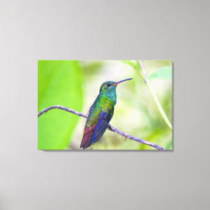 Südamerika, Costa Rica, Sarapiqui, La Selva Leinwanddruck