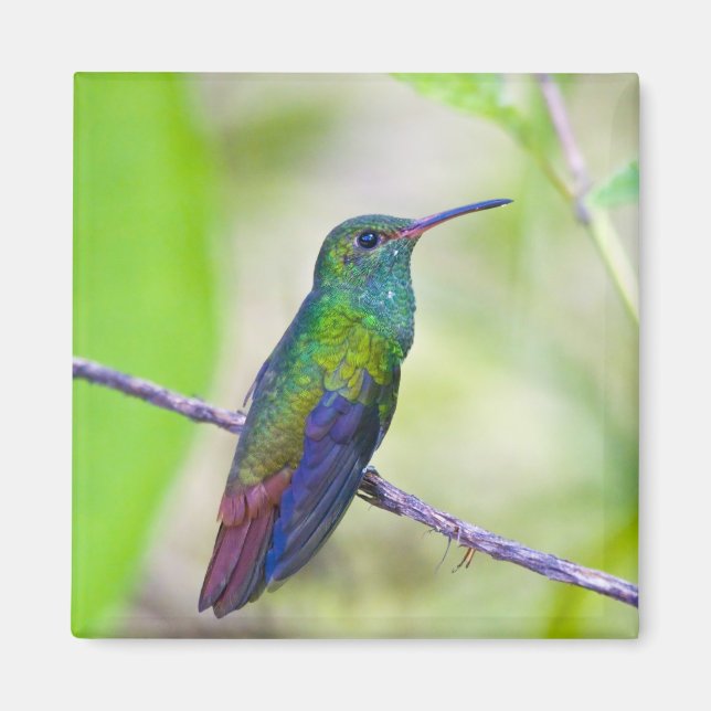 Südamerika, Costa Rica, Sarapiqui, La Selva Magnet (Vorne)