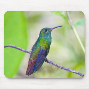 Südamerika, Costa Rica, Sarapiqui, La Selva Mousepad