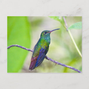 Südamerika, Costa Rica, Sarapiqui, La Selva Postkarte