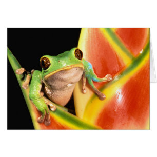 Südamerika, Ecuador, Amazonas. Laubfrosch