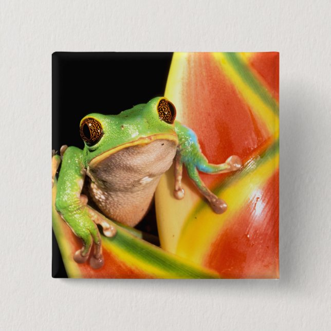 Südamerika, Ecuador, Amazonas. Laubfrosch Button (Vorderseite)