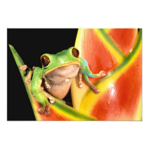 Südamerika, Ecuador, Amazonas. Laubfrosch Fotodruck