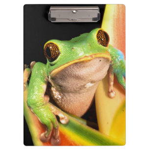 Südamerika, Ecuador, Amazonas. Laubfrosch Klemmbrett