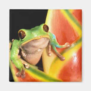 Südamerika, Ecuador, Amazonas. Laubfrosch Magnet