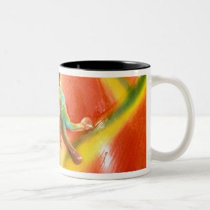 Südamerika, Ecuador, Amazonas. Laubfrosch Zweifarbige Tasse