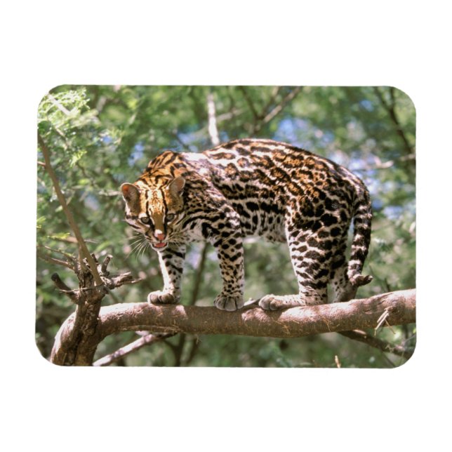 Südamerika, Ecuador, Amazonas. Ocelot Magnet (Horizontal)