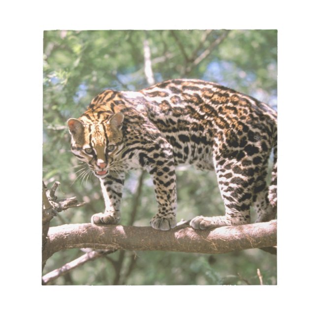 Südamerika, Ecuador, Amazonas. Ocelot Notizblock (Vorderseite)
