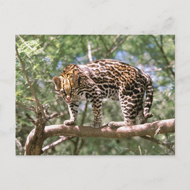 Südamerika, Ecuador, Amazonas. Ocelot Postkarte (Vorderseite)