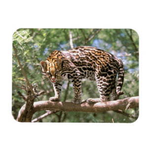 Südamerika, Ecuador, Amazonas. Ozelot Magnet