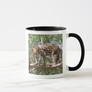 Südamerika, Ecuador, Amazonas. Ozelot Tasse