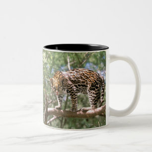 Südamerika, Ecuador, Amazonas. Ozelot Zweifarbige Tasse