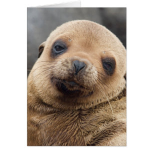 Südamerika, Ecuador, Galapagos-Inseln