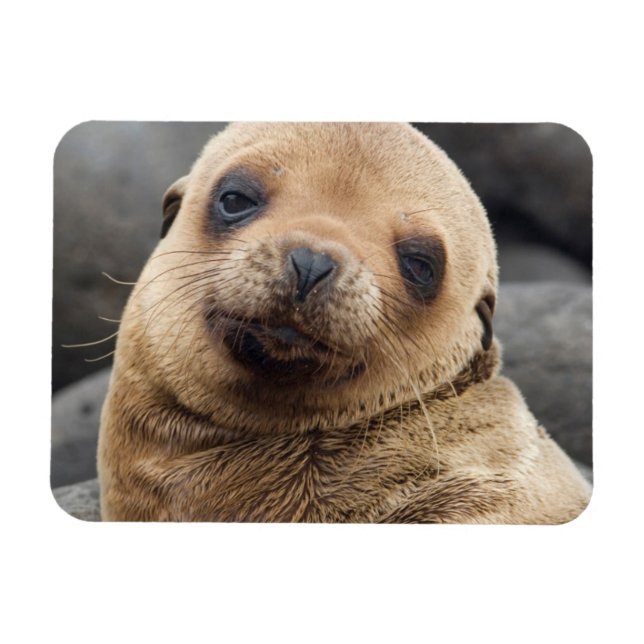 Südamerika, Ecuador, Galapagos-Inseln Magnet (Horizontal)