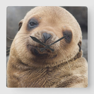 Südamerika, Ecuador, Galapagos-Inseln Quadratische Wanduhr