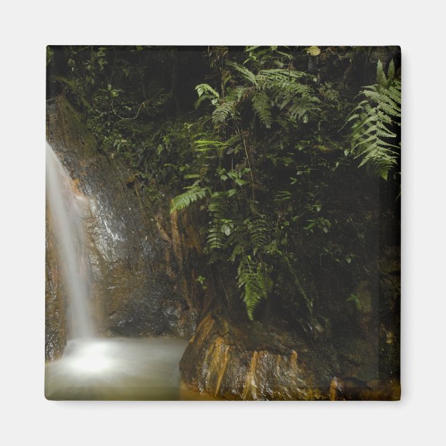 Südamerika, Ecuador, östlicher Abhang der Magnet (Vorne)