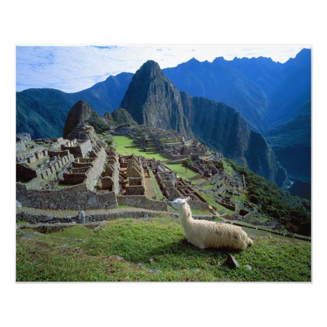Südamerika, Peru. Eine Lama-Erholung auf einem Hüg Fotodruck (Vorne)