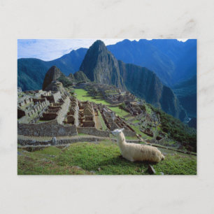 Südamerika, Peru. Eine Lama-Erholung auf einem Hüg Postkarte