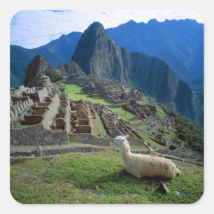 Südamerika, Peru. Eine Lama-Erholung auf einem Hüg Quadratischer Aufkleber