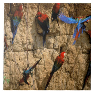 Südamerika, Peru, Manu-Nationalpark, Fliese
