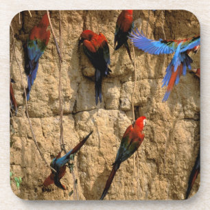 Südamerika, Peru, Manu-Nationalpark, Untersetzer