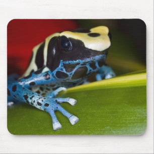 Südamerika, Republik Surinam. Nahaufnahme Mousepad