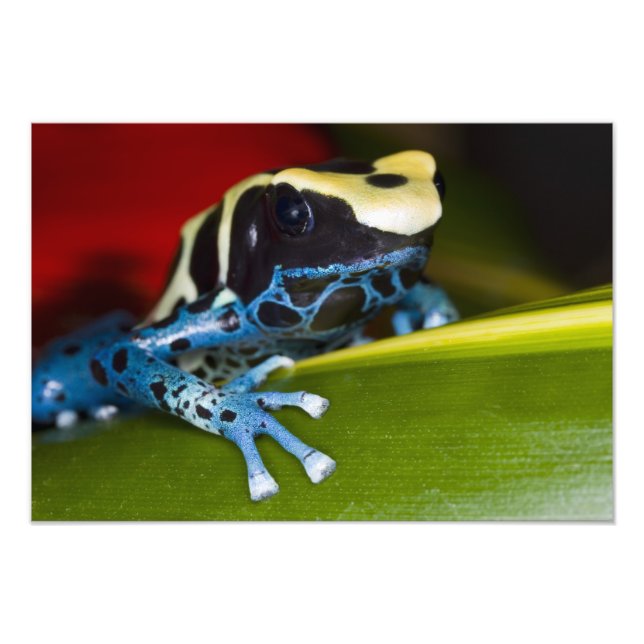 Südamerika, Republik Surinam Von Nahem Fotodruck (Vorne)