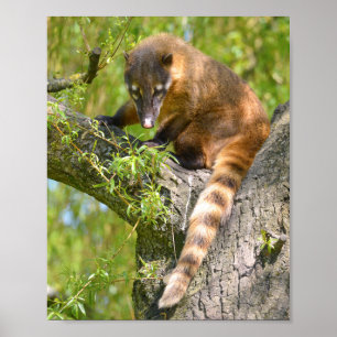 Südamerikanischer Atlantik Poster