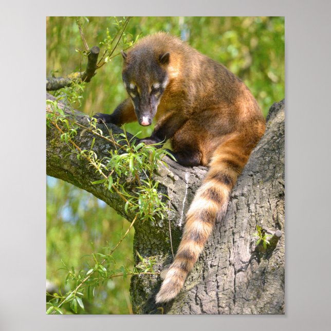 Südamerikanischer Atlantik Poster (Vorne)