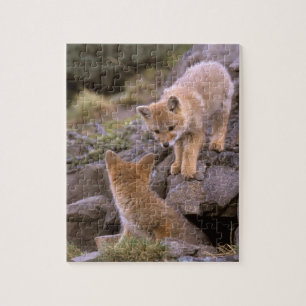 Südamerikanischer Graufuchs (Lycalopex griseus) Pa