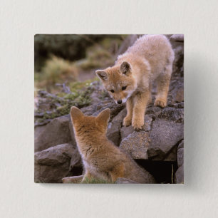Südamerikanischer Graufuchs (Lycalopex griseus) Pa Button