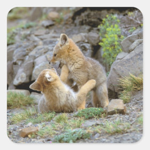 Südamerikanischer Graufuchs (Lycalopex griseus) Pa Quadratischer Aufkleber