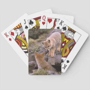 Südamerikanischer Graufuchs (Lycalopex griseus) Pa Spielkarten