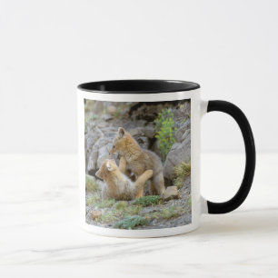 Südamerikanischer Graufuchs (Lycalopex griseus) Pa Tasse