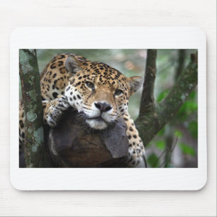 Südamerikanischer Jaguar Mousepad