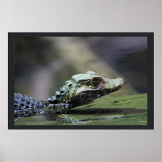 Südamerikanischer Kaiman Poster