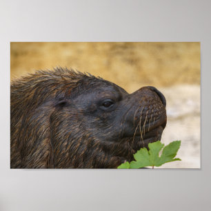 Südamerikanischer Seelöwe Poster