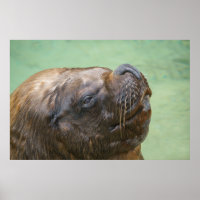 Südamerikanischer Seelöwe
