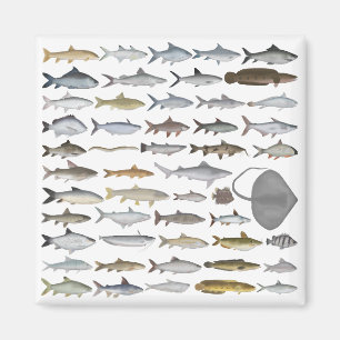 Südasien-Süßwasserfischgruppe Magnet