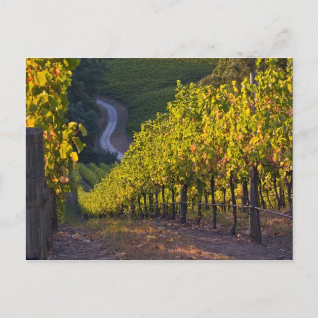 Südaustralien, Adelaide Hills, Summertown. 2 Postkarte (Vorderseite)