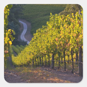 Südaustralien, Adelaide Hills, Summertown. 2 Quadratischer Aufkleber