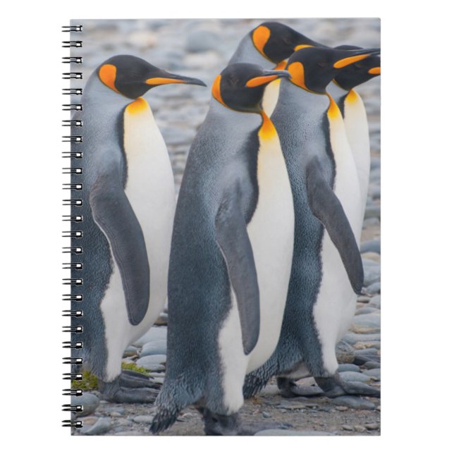 Südgeorgien. Königspinguine Notizblock (Vorderseite)