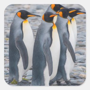 Südgeorgien. Königspinguine Quadratischer Aufkleber