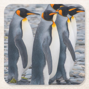 Südgeorgien. Königspinguine Rechteckiger Pappuntersetzer