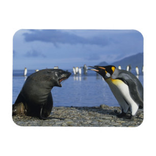 Südgeorgien, St. Andrews Bay, Königspinguin Magnet
